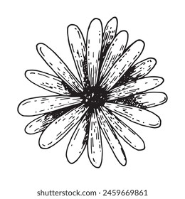 Kamillenblütenknospen-Grafiken Linie Kunst. Hand gezeichnete Wildblume isoliert auf weißem Hintergrund. Grafische Blume für Design.