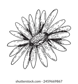 Chamomile flower bud graphics line art. Hand drawn wildflower isolated on white background. Graphic flower for design.