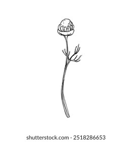 Kamille Blume Knospe handgezeichnet Skizze. Mit einer Linie gezeichnete Illustration auf weißem Hintergrund. Element für Tee- und Kosmetiketikettendesign.
