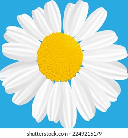 chamomile flower close-up on a blue background