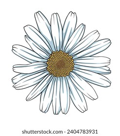 Flor de camomila, flor de margarita. Ilustración vectorial dibujada por mano