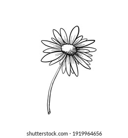 Chamomile. Flower daisy wild plant. Hand draw sketch. Vector illustration.