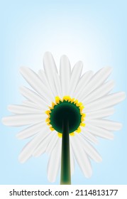 Chamomile flower is directed upwards. Looking down the stem at the white petals.