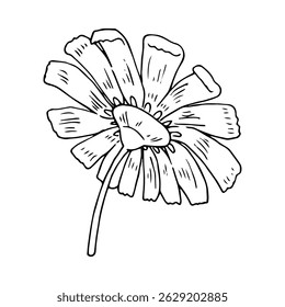 Chamomile flower drawing. Hand drawn botanical element. Chamomile flower turned away from viewer. Sketch line daisy blooming floral. Vector engraved illustration isolated on transparency background.