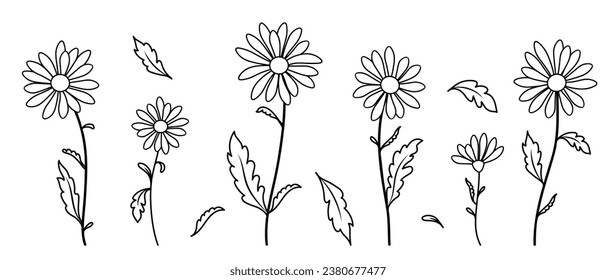 Chamomile flower drawing. Vector set of leaves, chamomile flowers, on a white isolated background. Hand drawn flower object, wild botanical garden. For tea packaging, label, badge, logo, greeting card