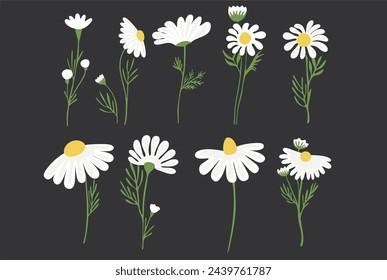 chamomile flower. element design for herbal tea, natural cosmetics, health care products, aromatherapy, homeopathy. Best for print, wrapping paper