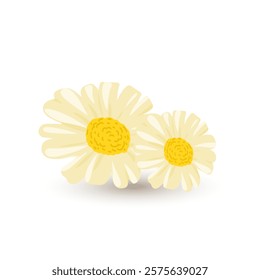 Chamomile flower in flat design. Pollen wildflower blossoms, bloom bouquet. Vector illustration isolated.