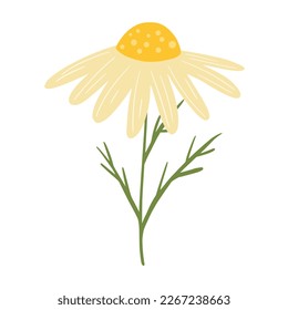 chamomile flower flat icon isolated on white background vector illustration graphic design