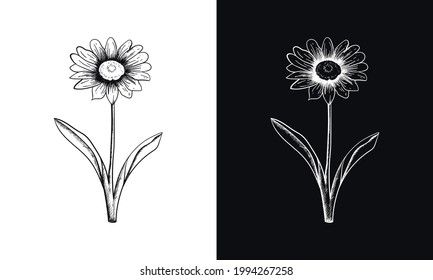 Chamomile flower graphic art black white illustration vector. hand drawn flower vector illustration