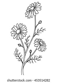 Chamomile flower graphic art black white isolated illustration vector