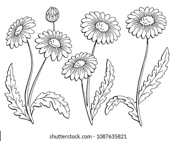 Chamomile flower graphic black white isolated sketch set illustration vector