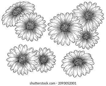 Chamomile flower graphic black white isolated sketch set illustration vector 