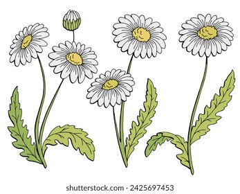 Chamomile flower graphic color isolated sketch set illustration vector 