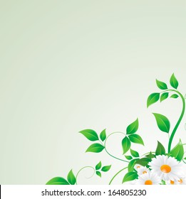 chamomile flower and green leaves