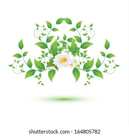 chamomile flower and green leaves