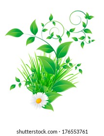 chamomile flower and green leaves