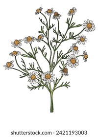 Chamomile flower with green stem colorful hand drawn sketch for drawing book vector illustration isolated on white background
