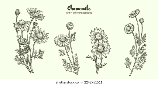 Chamomile flower hand drawing vintage clip art isolated on white background. Vector background with chamomile. Hand drawn. Vintage style