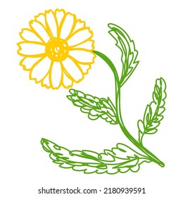 Chamomile flower. Hand drawn vector illustration. Pen or marker doodle sketch