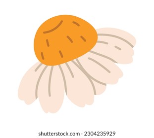 Chamomile Flower Head Vector Illustration