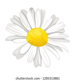 Chamomile flower icon. Vector illustration of daisy in cartoon flat style isolated on white. Medical herbs and plants.