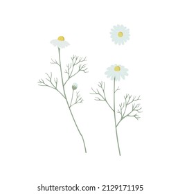 Ilustración de flores de camomila sobre fondo blanco.