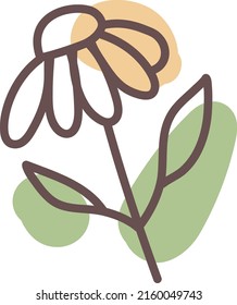 Chamomile flower, illustration, vector on a white background.