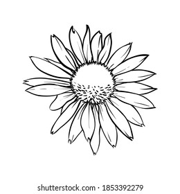 Chamomile flower isolated. Hand drawn vector illustration. 