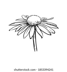 Chamomile flower isolated. Hand drawn vector illustration. 