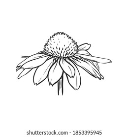 1,644 Gerbera outline Images, Stock Photos & Vectors | Shutterstock