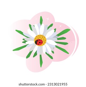 
Chamomile flower isolated with ladybug on white background.