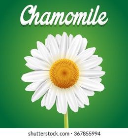 Chamomile flower isolated on green background