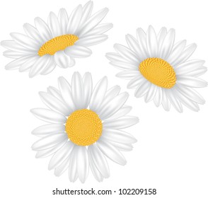 Kamillenblume einzeln auf weißer, fotorealistischer Vektorgrafik