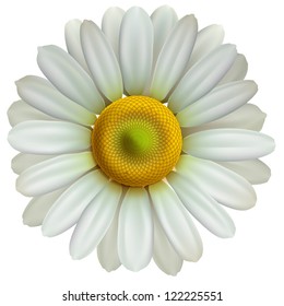 Chamomile flower isolated on white background.