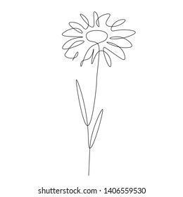 Chamomile flower isolated on white background line drawing vector illustration