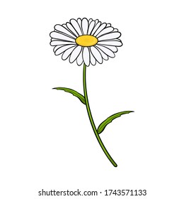 Chamomile flower. Isolated on white background. Vector illustration.