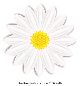 Chamomile flower isolated on white background.