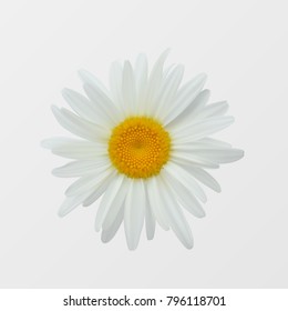 Chamomile flower isolated on white close-up. Realistic vector illustration
