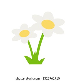 chamomile flower. Isolated vector illustration