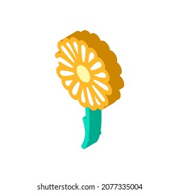 chamomile flower isometric icon vector. chamomile flower sign. isolated symbol illustration