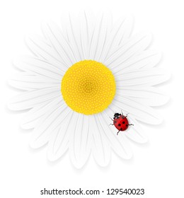Chamomile flower and ladybird isolated on white background. Vector illustration.