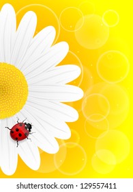 Chamomile flower and ladybird on yellow background. Vector illustration.