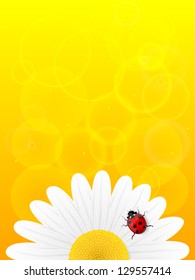 Chamomile flower and ladybird on yellow background. Vector illustration.