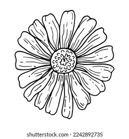 Chamomile flower line art botanical illustration. Black outline herb for tea drawing.