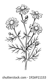 Chamomile flower, line art drawing. Daisy wild flowers, outline floral design elements isolated on white background, vector illustration. Hand drawn flowers, buds and leaves