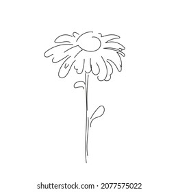 Chamomile flower in line art style. Black linear sketch on white background. Minimalist vector illustration, concept for logo, label, symbol, card, banner, poster, flyer