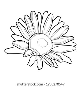 Chamomile flower. Line drawing. Black and white illustration. Vector.