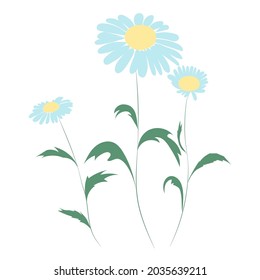 Chamomile flower, line drawing. Daisy wildflowers, outline floral design elements isolated on white background.