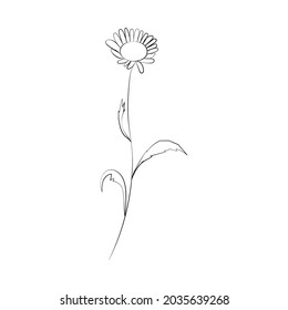 Chamomile flower, line drawing. Daisy wildflowers, outline floral design elements isolated on white background.