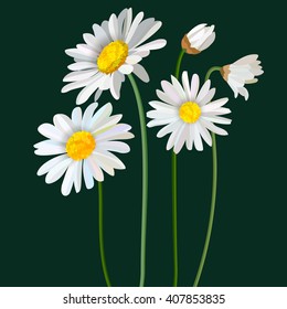 Chamomile flower mint leaves composition isolated on green background as package design element. Vector eps10